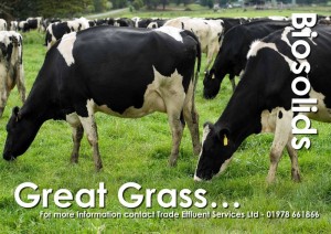 Biosolids grass field with cows grazing